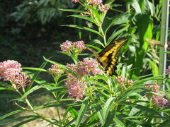 Heraclides cresphontes