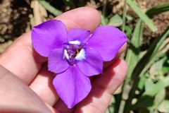 Ennealophus foliosus