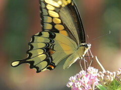 Heraclides cresphontes