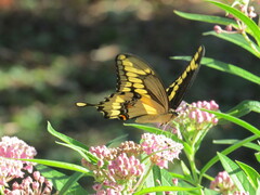 Heraclides cresphontes