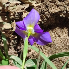 Ennealophus foliosus