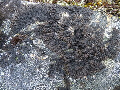 Montanelia tominii