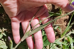 Ennealophus foliosus