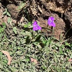 Ennealophus foliosus