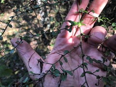 Everistia vacciniifolia nervosa