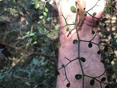Everistia vacciniifolia nervosa