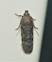 Chionodes thoraceochrella