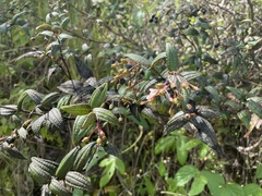 Miconia crotonifolia