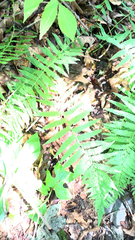 Deparia acrostichoides