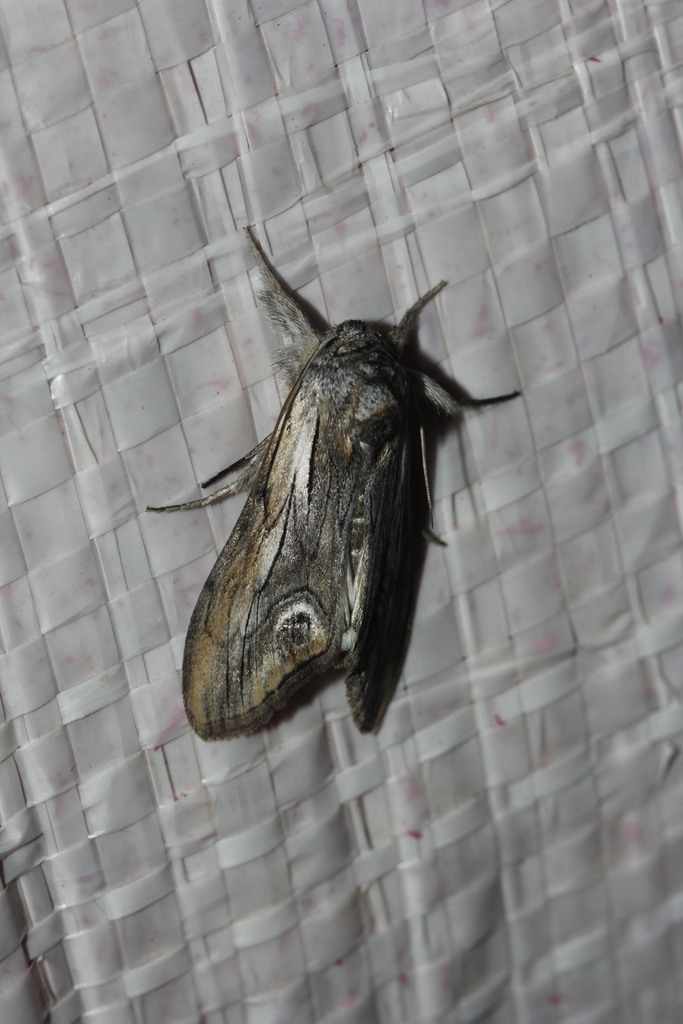 Opsigalea Moth