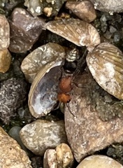 Pseudomethoca vanduzei