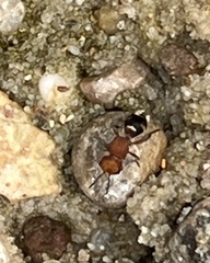 Pseudomethoca vanduzei