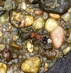 Pseudomethoca vanduzei