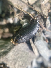 Necrophila americana