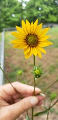 Helianthus simulans