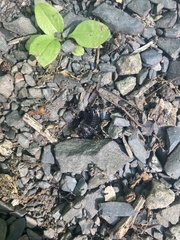 Necrophila americana