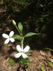 Bouvardia longiflora