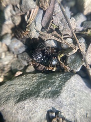 Necrophila americana
