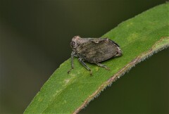 Thionia elliptica