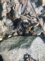 Necrophila americana