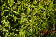 Eurhynchium angustirete
