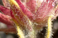 Monardella australis