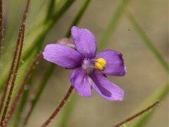 Byblis liniflora