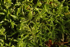 Eurhynchium angustirete