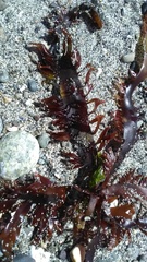 Prionitis lanceolata