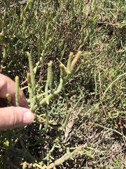 Arthroceras subterminale