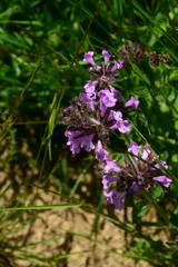 Clinopodium caucasicum