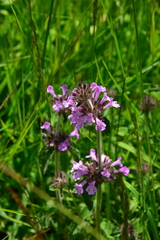 Clinopodium caucasicum