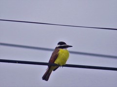 Pitangus sulphuratus