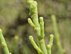 Tecticornia indica