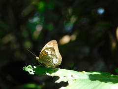 Tanaecia trigerta