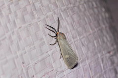 Pygarctia pterygostigma