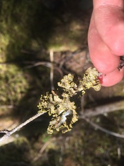 Pseudocyphellaria citrina