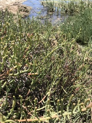 Arthroceras subterminale