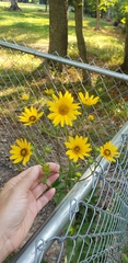 Helianthus simulans
