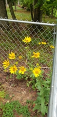 Helianthus simulans