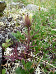 Castilleja hyperborea