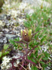 Castilleja hyperborea