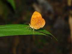 Callidula attenuata