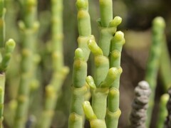 Tecticornia indica