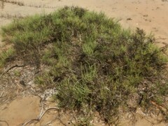 Tecticornia indica