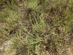 Tecticornia indica