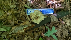 Mycorrhaphium adustum