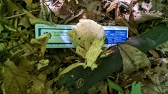 Mycorrhaphium adustum