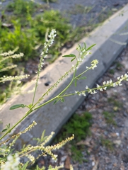 Melilotus albus