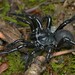 Audouin's Trapdoor Spider - Photo (c) Robby Deans, some rights reserved (CC BY-NC), uploaded by Robby Deans